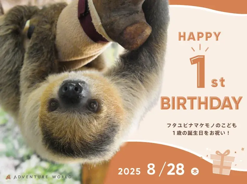 8月28日開催　アドベンチャーワールドのナマケモノ1歳誕生会