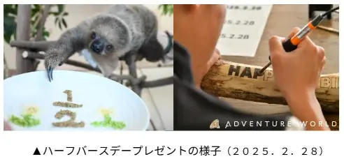 母の代わりにスタッフが365日大切に育てたフタユビナマケモノのこどもが1歳の誕生日を迎えます! 画像 2