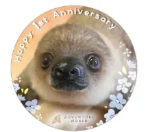 母の代わりにスタッフが365日大切に育てたフタユビナマケモノのこどもが1歳の誕生日を迎えます! 画像 3