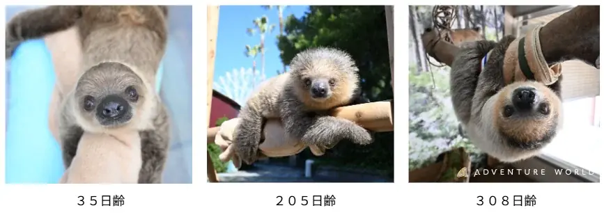 母の代わりにスタッフが365日大切に育てたフタユビナマケモノのこどもが1歳の誕生日を迎えます! 画像 5