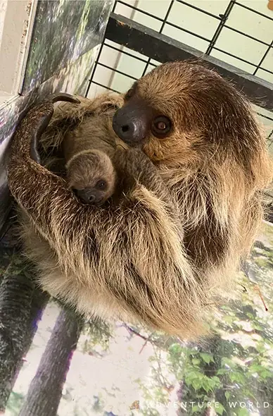 母の代わりにスタッフが365日大切に育てたフタユビナマケモノのこどもが1歳の誕生日を迎えます! 画像 6