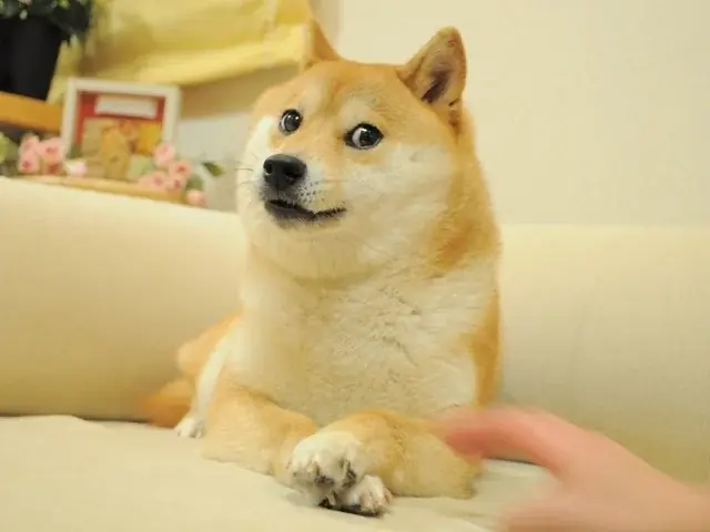 【千葉県佐倉市】世界一有名な柴犬・かぼすちゃんの魅力が存分に伝わるオリジナル フレーム切手が完成(9/8~販売開始) 画像 3