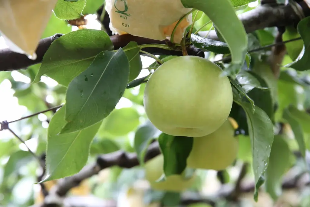 鳥取県を代表する旬のフルーツ「梨」を食・ゲームで体感本物の梨を掴み取り!「梨クレーンゲーム」が⼤阪・関⻄万博に初登場「とっとりフェス〜お祭り縁⽇〜」第二弾 8月25⽇(月)まで開催 画像 5