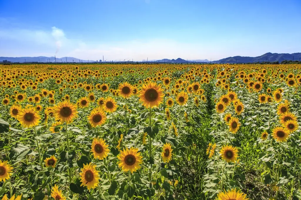 暑い日が続く今だからこそ行きたい！「晴れの国おかやま」の感性を刺激する観光スポット10選 画像 7