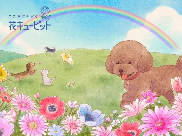 【調査】8月28日は「虹の橋記念日」　友人のペットが亡くなった際、6割以上が“贈り物に迷う” 画像 7