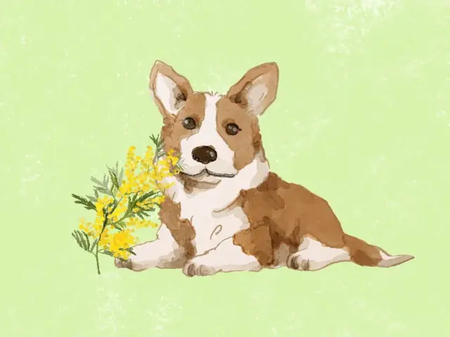 【調査】8月28日は「虹の橋記念日」　友人のペットが亡くなった際、6割以上が“贈り物に迷う” 画像 8