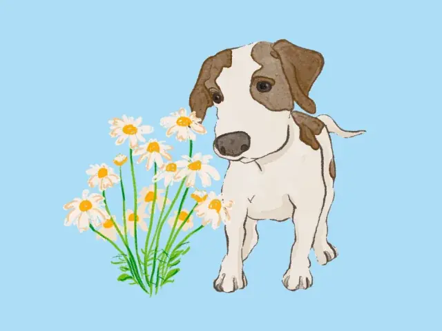 【調査】8月28日は「虹の橋記念日」　友人のペットが亡くなった際、6割以上が“贈り物に迷う” 画像 9