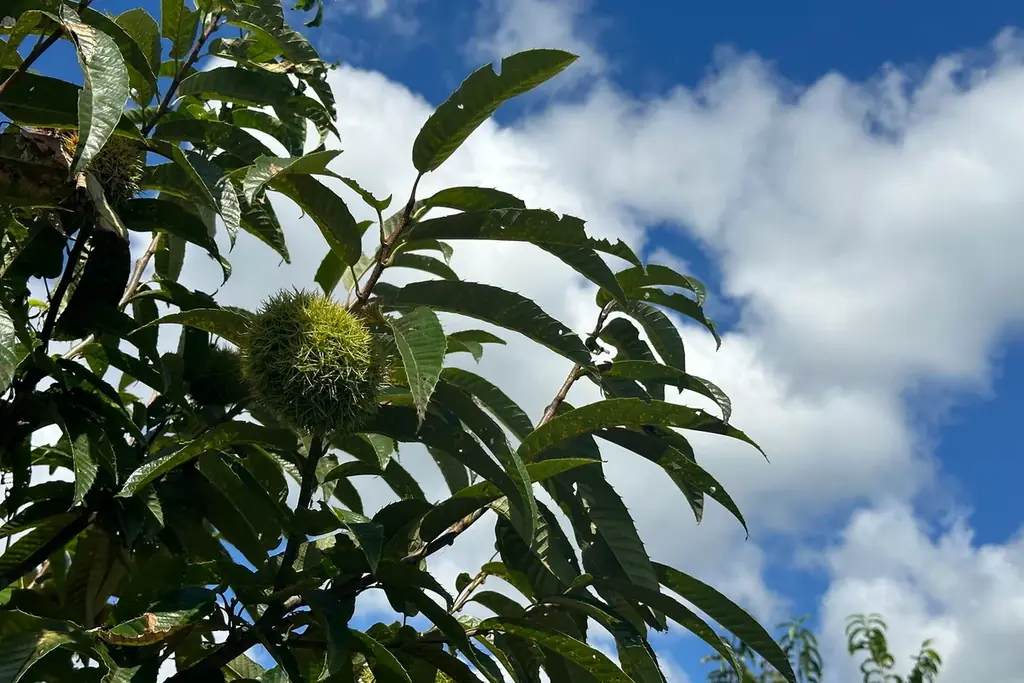 Minimalより、茨城県「笠間の和栗」を贅沢に使った栗スイーツが秋限定で登場。2種のチョコレートと楽しむ、モンブラン生ガトーショコラ 画像 4