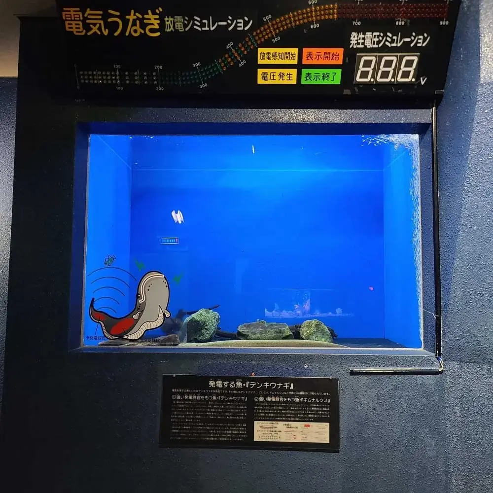 「アクアリウムは踊らない」×「長岡市寺泊水族博物館」描き下ろし コラボイラストグッズ発売決定！ 画像 23