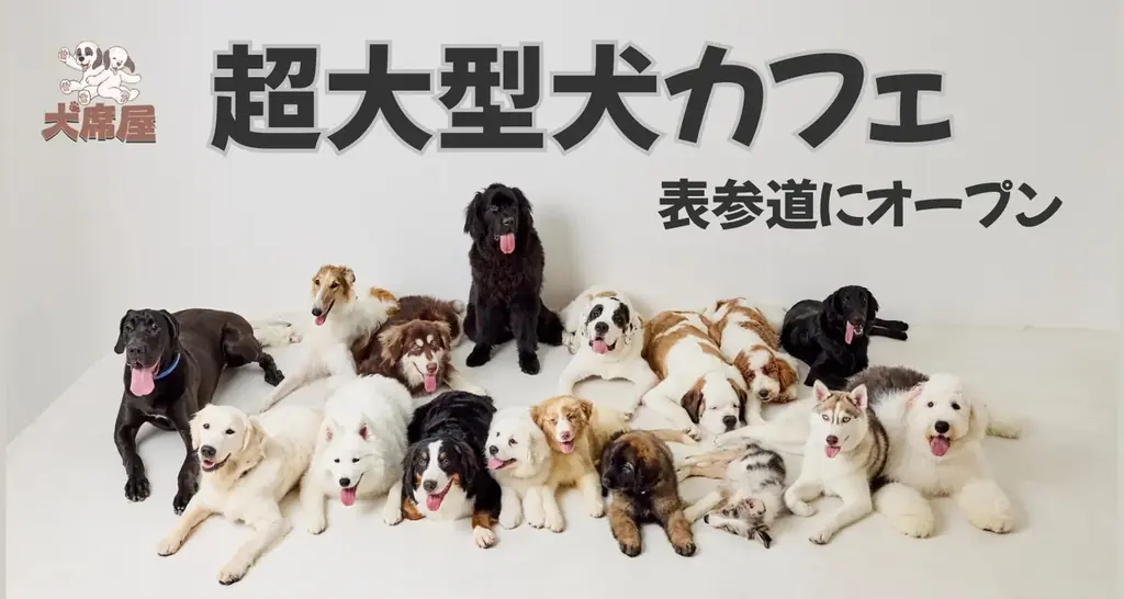 世界初！超大型犬専門カフェ「犬席屋」10月表参道オープン 画像 1