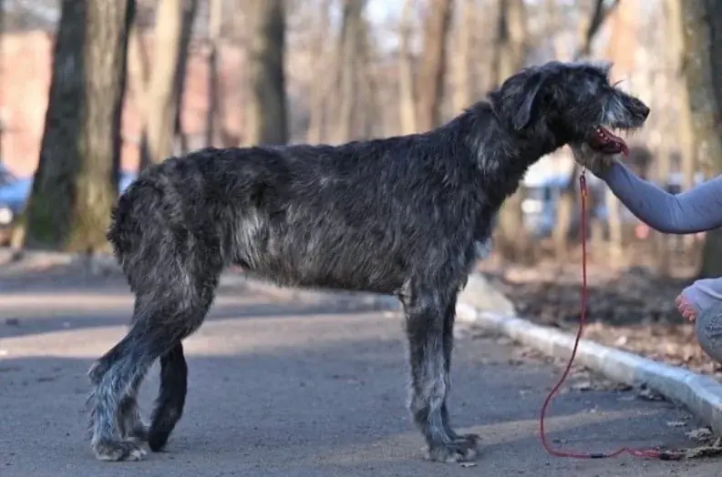 世界初!超大型犬専門カフェ「犬席屋」10月表参道オープン 画像 2