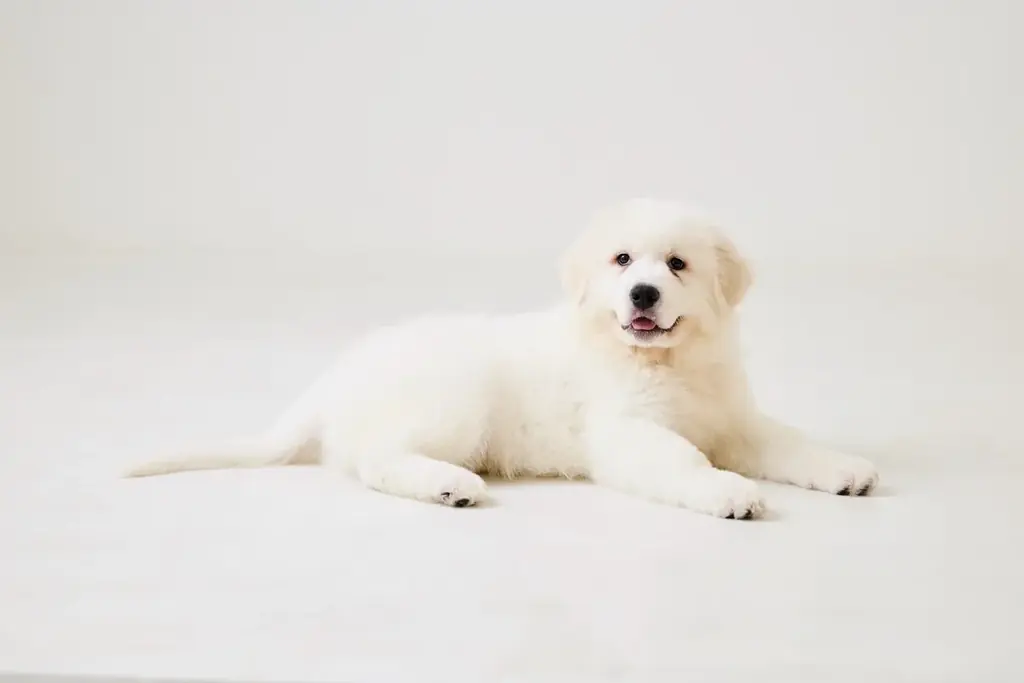 世界初!超大型犬専門カフェ「犬席屋」10月表参道オープン 画像 5