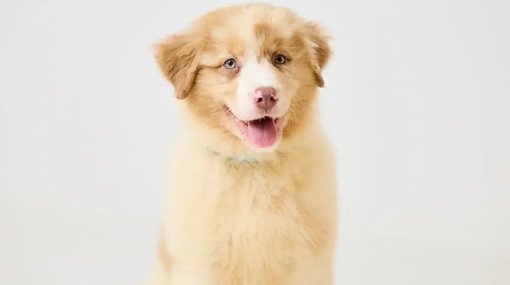 世界初！超大型犬専門カフェ「犬席屋」10月表参道オープン 画像 9