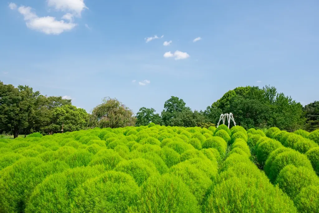 緑のコキアが見頃！盛夏のふわふわグリーンを楽しもう(国営昭和記念公園) 画像 1