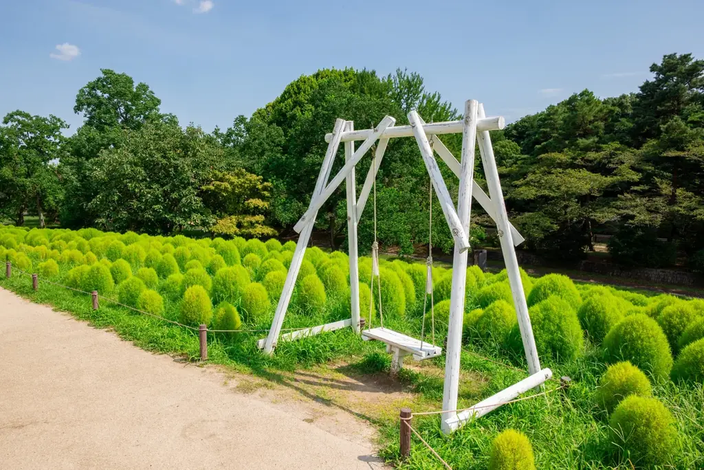 緑のコキアが見頃!盛夏のふわふわグリーンを楽しもう(国営昭和記念公園) 画像 2
