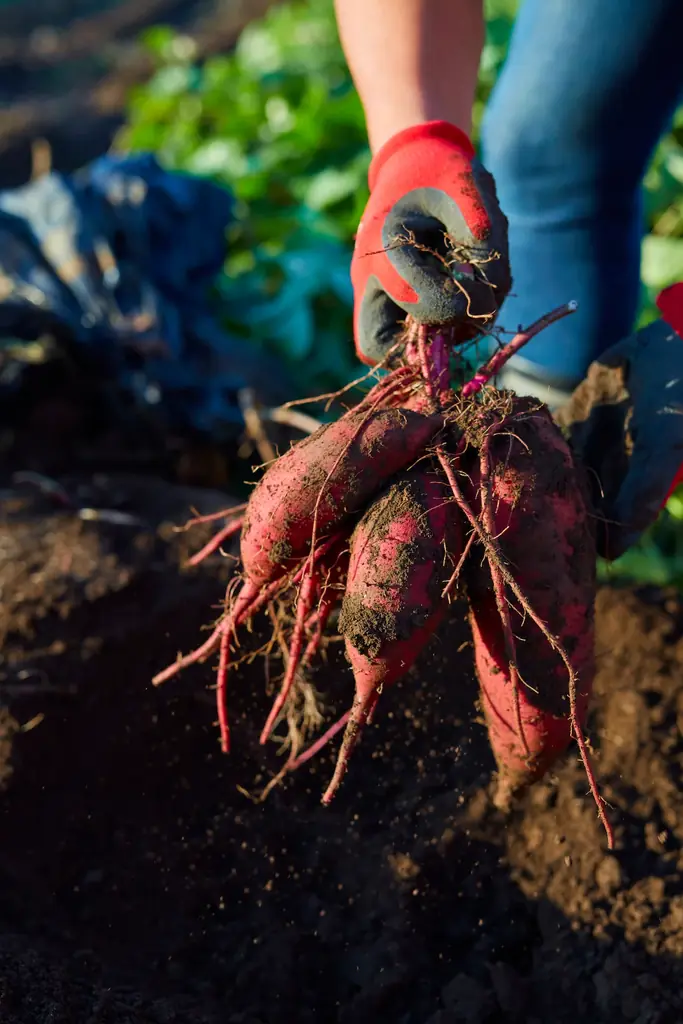 Minimalより、秋の味覚を楽しむお芋スイーツが登場！高糖度で濃厚な甘味の「金蜜芋」を堪能する「ガトーショコラ ソフト -金蜜芋-」を秋限定で発売 画像 4