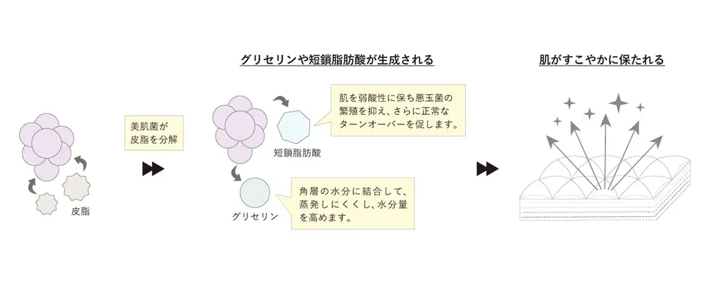 肌の美しさは、肌にすむ菌から。「エンリッチバイオクリーム」の発売に合わせて美肌菌に着目した菌活スキンケアの特別なセットが2025年9月17日(水)より数量限定発売。 画像 2