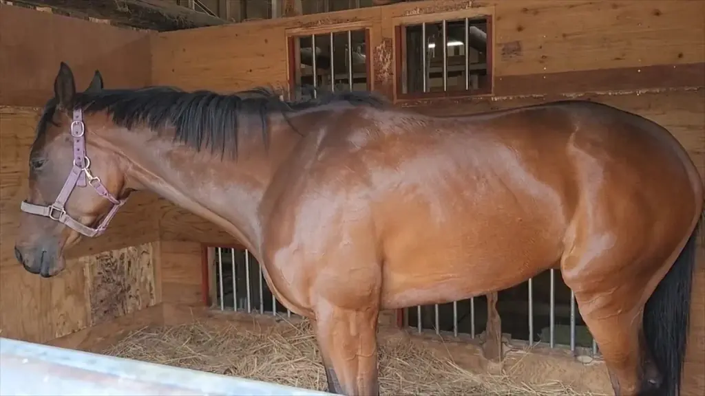 株式会社FOR JAPANが音楽と競馬による夢のコラボレーションを発表！ 画像 4