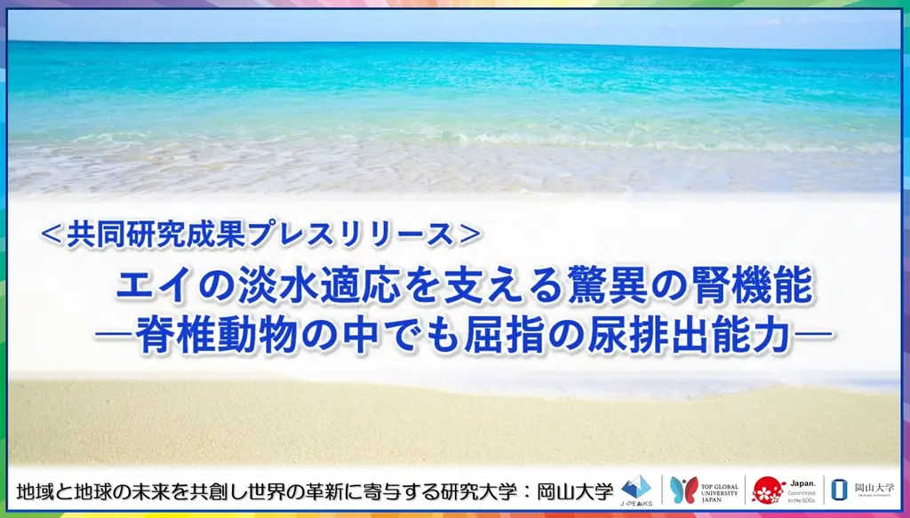 アカエイ、淡水移行で尿量87倍に　腎機能の分子応答を解明