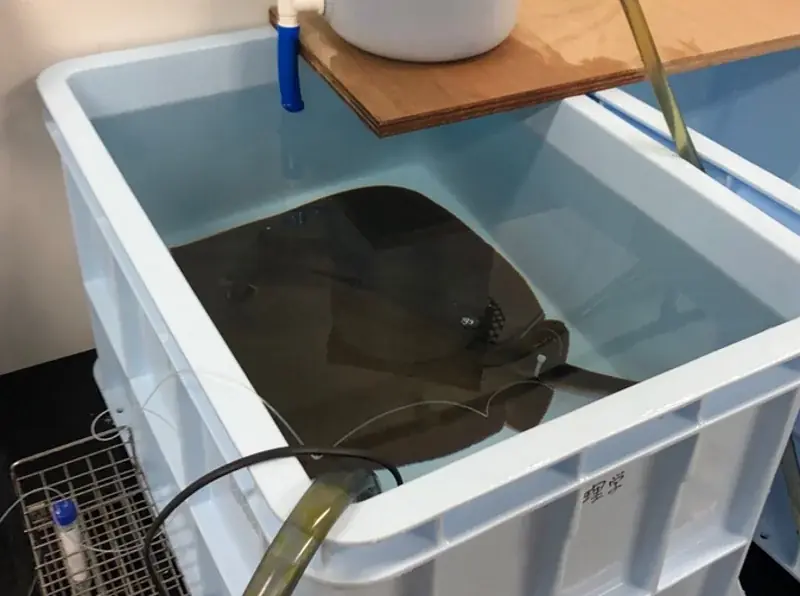 エイの淡水適応を支える驚異の腎機能-脊椎動物の中でも屈指の尿排出能力-〔東京大学, 国立遺伝学研究所, 岡山大学〕 画像 2