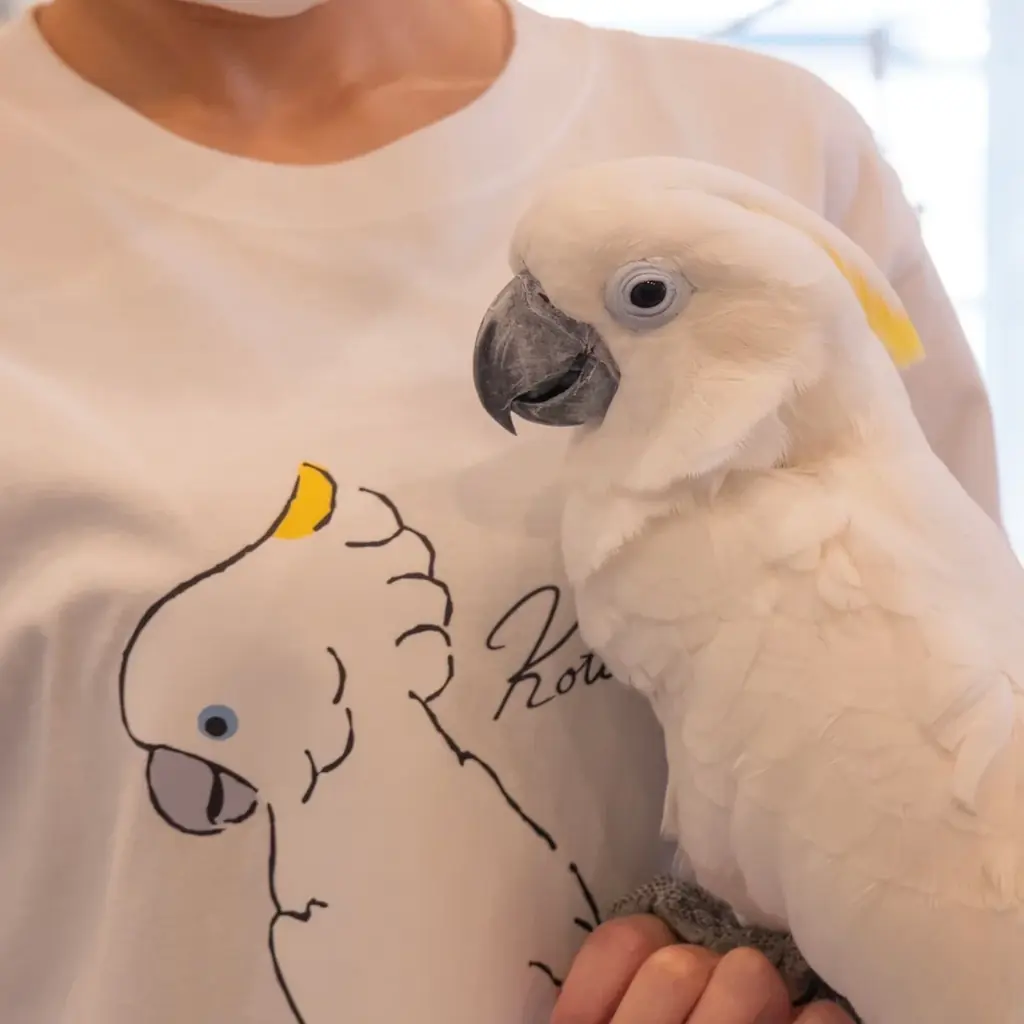 「モット！キャル喫茶」9/1からSTART！文鳥・キンカチョウ・ジュウシマツと楽しむ♪ふくふく堂さんイラスト再現メニューで純喫茶気分を 画像 12