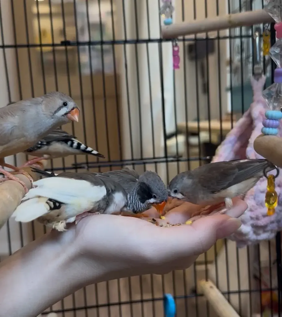 「モット！キャル喫茶」9/1からSTART！文鳥・キンカチョウ・ジュウシマツと楽しむ♪ふくふく堂さんイラスト再現メニューで純喫茶気分を 画像 13