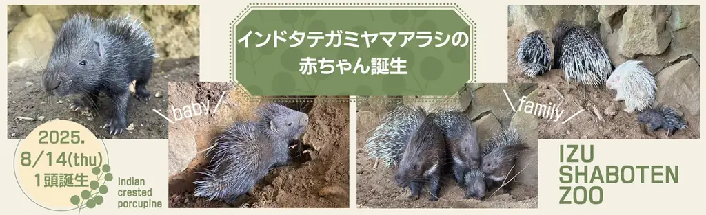 伊豆シャボテンでヤマアラシの赤ちゃん誕生　双子と仲良く