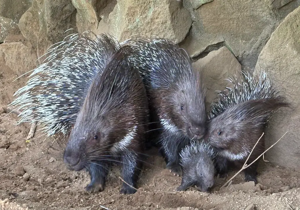 伊豆シャボテン動物公園でインドタテガミヤマアラシの赤ちゃん誕生!4月に生まれた白と黒の双子のきょうだいと一緒にすくすく成長 画像 2