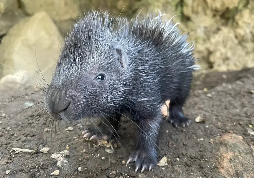 伊豆シャボテン動物公園でインドタテガミヤマアラシの赤ちゃん誕生！4月に生まれた白と黒の双子のきょうだいと一緒にすくすく成長 画像 3