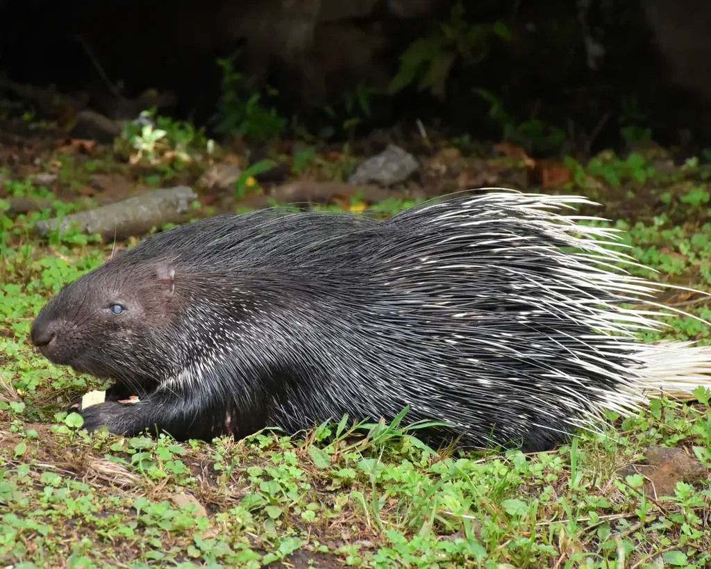 伊豆シャボテン動物公園でインドタテガミヤマアラシの赤ちゃん誕生!4月に生まれた白と黒の双子のきょうだいと一緒にすくすく成長 画像 4