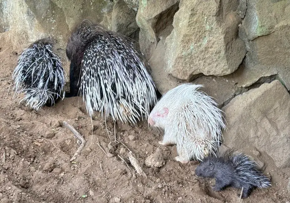 伊豆シャボテン動物公園でインドタテガミヤマアラシの赤ちゃん誕生!4月に生まれた白と黒の双子のきょうだいと一緒にすくすく成長 画像 5
