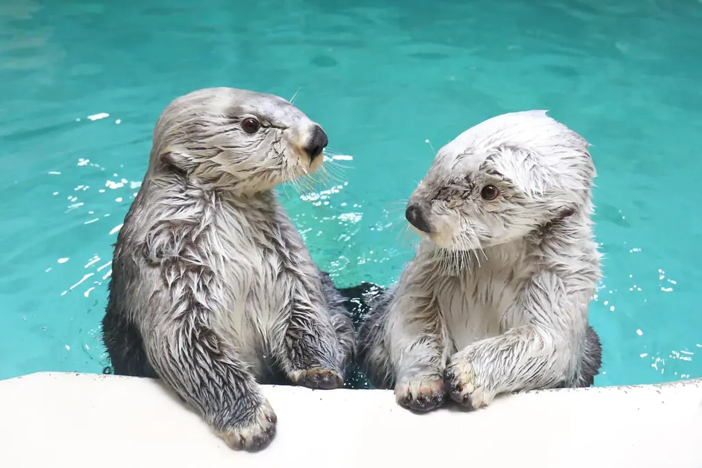 12月3～5日限定　鳥羽水族館でラッコの夜行動を観察する宿泊プラン