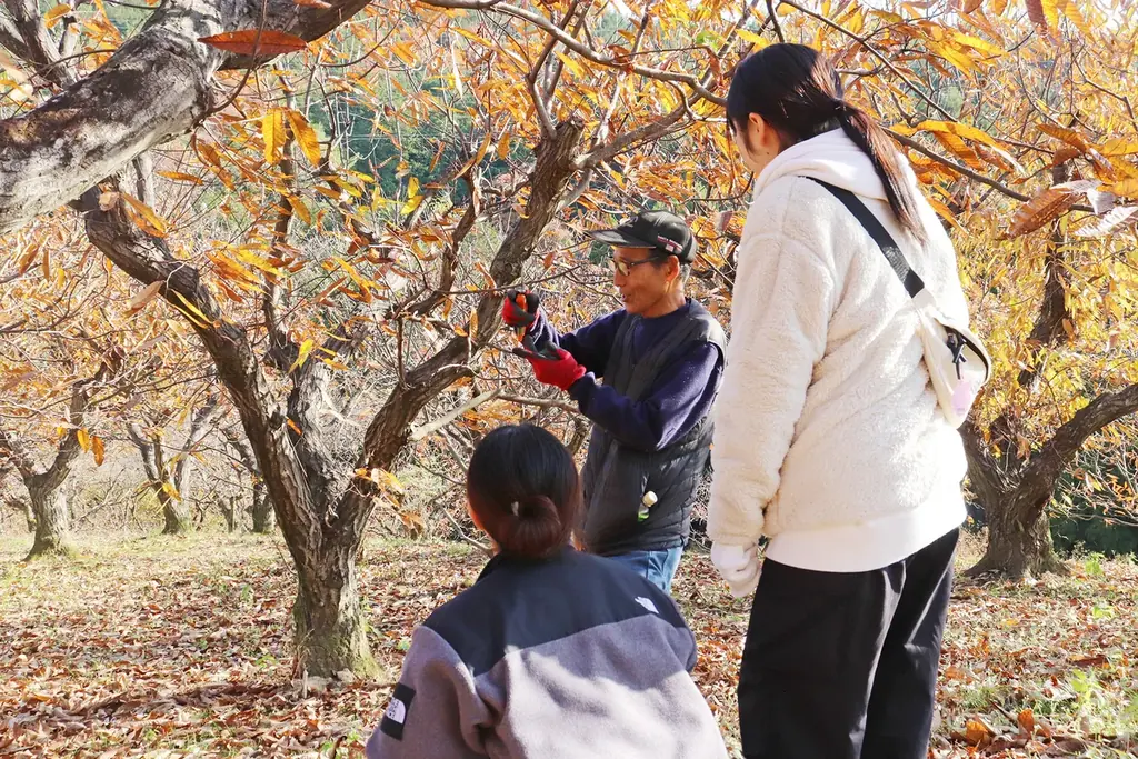 【掛川栗ヌーボー2025】たこまん自社農園「くりくり園」の掛川栗が今年も解禁!新作「掛川栗のマロンシェ」をはじめ、秋限定スイーツが順次登場いたします。 画像 9