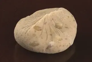 秋の味覚“栗きんとん”の聖地・岐阜県中津川が首都圏に登場「中津川の栗きんとんLOVER」開催 画像 5