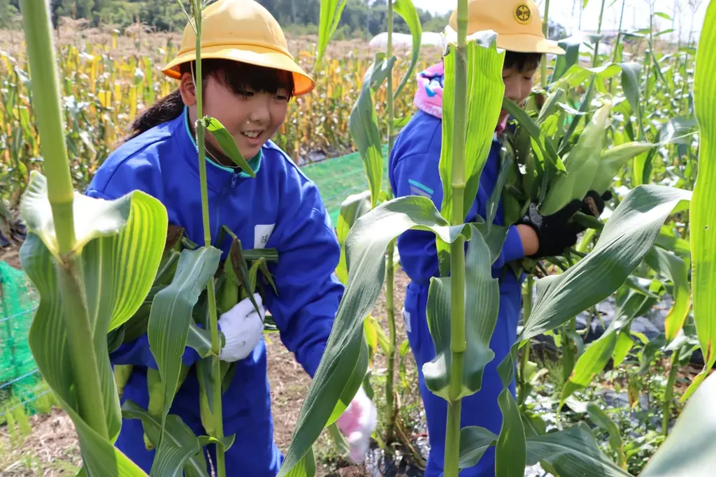 【飛騨高山・岐阜県高山市】高山市朝日小学校の児童が“幻のとうもろこし”「タカネコーン」の収穫体験！ 画像 2