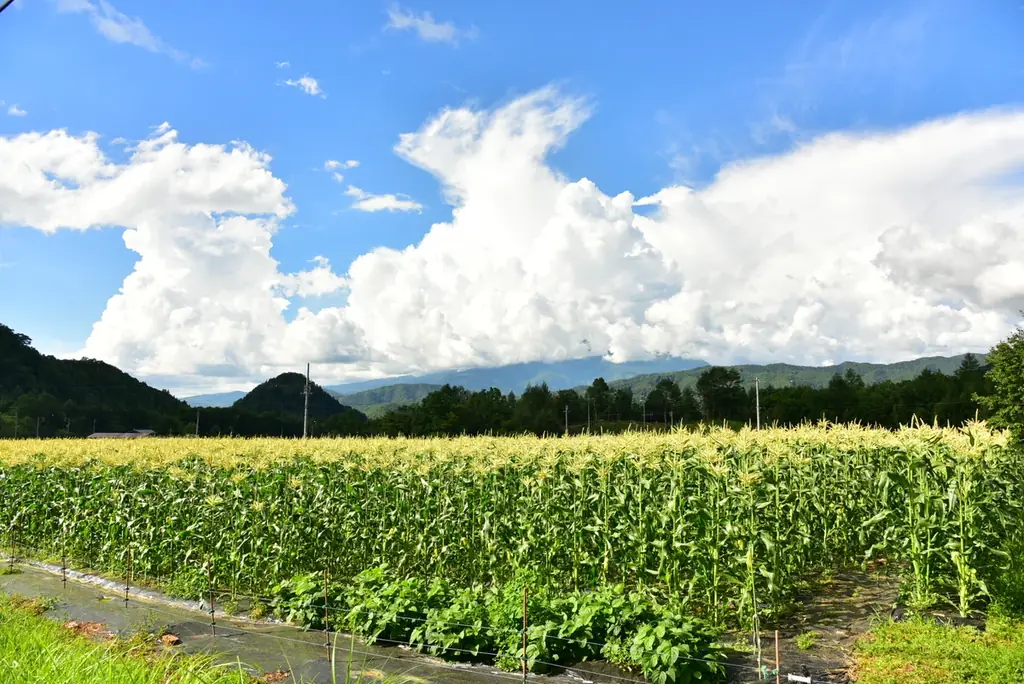 【飛騨高山・岐阜県高山市】高山市朝日小学校の児童が“幻のとうもろこし”「タカネコーン」の収穫体験！ 画像 4