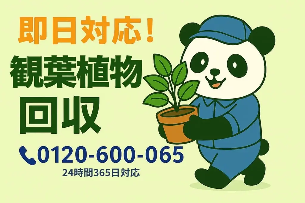 【町田市限定】ホコリまみれの観葉植物3点以上で1,500円OFF！9月限定ベランダすっきりキャンペーン｜不用品回収のまるっと本舗 画像 1