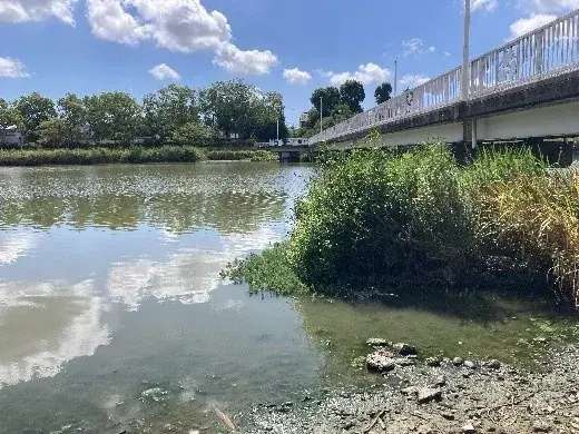 【参加者募集】侵略的外来種から生態系を守れ！向山大池の生き物を調査し守る「アカミミガメ捕獲作成」を実施します。 画像 2