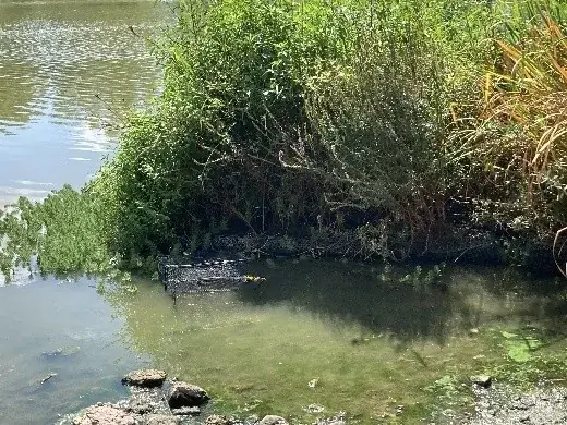 【参加者募集】侵略的外来種から生態系を守れ！向山大池の生き物を調査し守る「アカミミガメ捕獲作成」を実施します。 画像 3