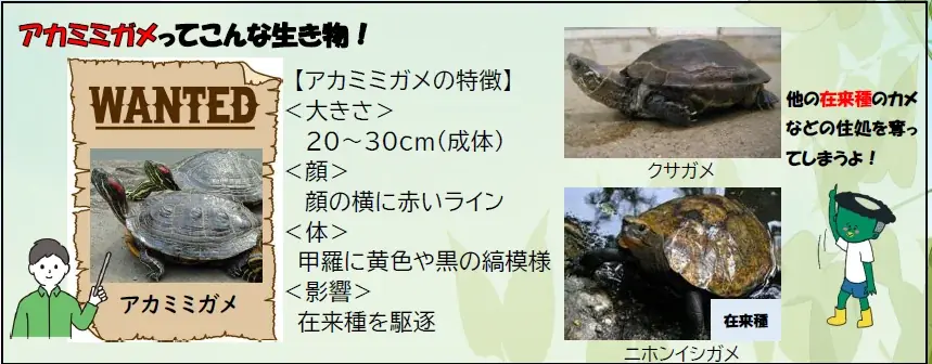 【参加者募集】侵略的外来種から生態系を守れ！向山大池の生き物を調査し守る「アカミミガメ捕獲作成」を実施します。 画像 5
