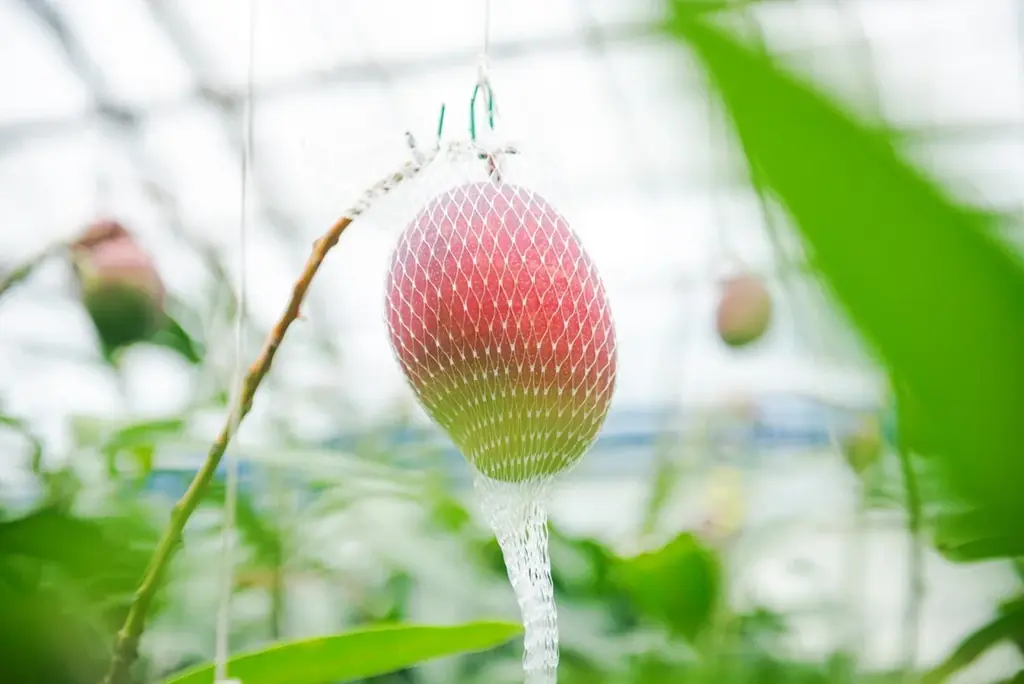 “アップルマンゴー”の贅沢で芳醇な香り。農家の想いを届けるサスティナブルフレグランス 画像 2