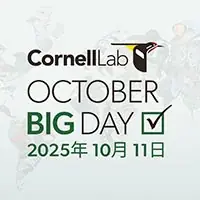 10月11日参加で双眼鏡が当たる！応募方法と注意点