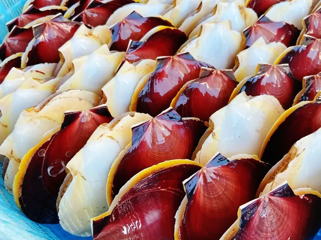 ニュウマン高輪『800°DEGREES TAKANAWA』にてUMITO SEAFOOD 鹿児島県吹上浜のツキヒガイ提供開始 画像 4