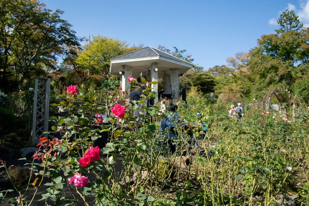 10月4日開始 箱根強羅公園で秋バラと生演奏の音楽会