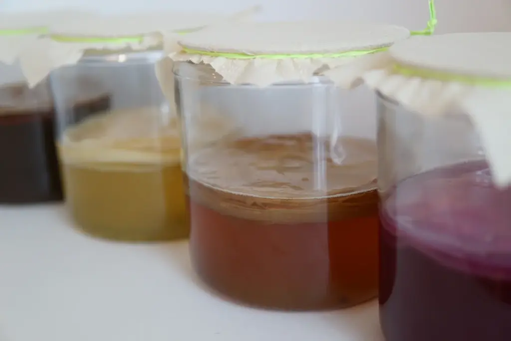 東京発クラフトコンブチャ「KBT」×シドニー発スペシャルティコーヒーロースター「Single O」がコラボ！ オーストラリア原産ハーブ「レモンマートル」を使ったコラボコンブチャを発売。 画像 2