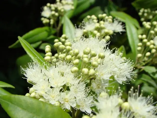 東京発クラフトコンブチャ「KBT」×シドニー発スペシャルティコーヒーロースター「Single O」がコラボ！ オーストラリア原産ハーブ「レモンマートル」を使ったコラボコンブチャを発売。 画像 4