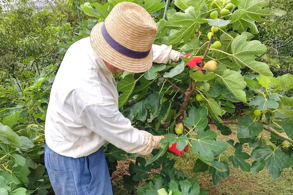 【9/14限定】この秋、一番の贅沢！朝摘み旬果を“焼き立て“で味わう「究極のいちじくクラフティ」 画像 25