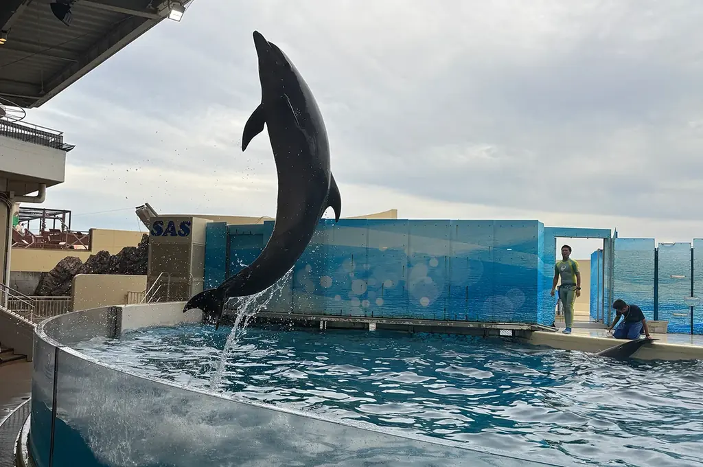 「真空ジェシカ VS イルカ in 新江ノ島水族館」会場チケット完売！大好評につきアーカイブ配信決定！！ 画像 2
