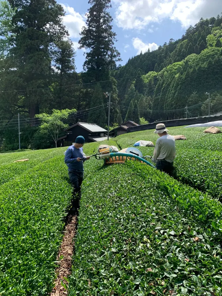 【限定抹茶バターサンド】2日で3000個売れた大人気お取り寄せスイーツが9月12日より数量限定で復活販売! 画像 6