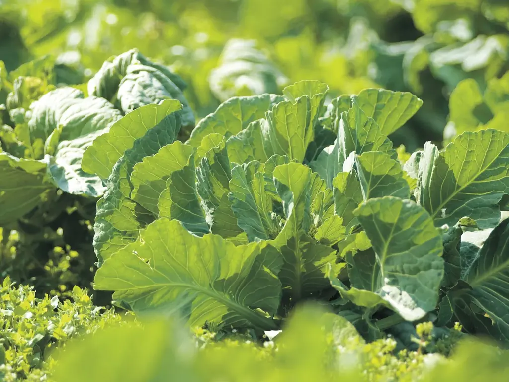 サプリ、プロテイン、青汁の「いいとこどり」で忙しいママの栄養補給をサポート 「ケールプロテイン ピュアルン」（妊活中＆マタニティ用、産後ママ用）新発売　～キューサイ×エジソンママ、初のコラボ商品～ 画像 4